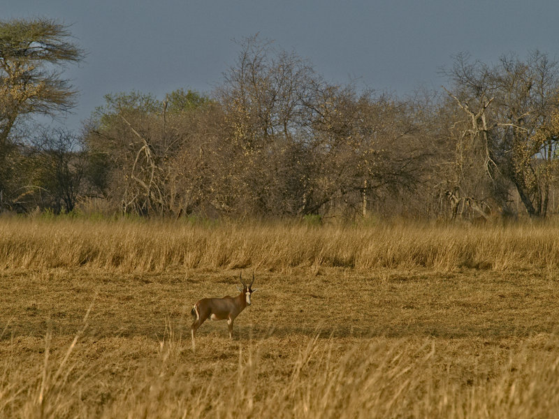 Waterberg, Blessbok